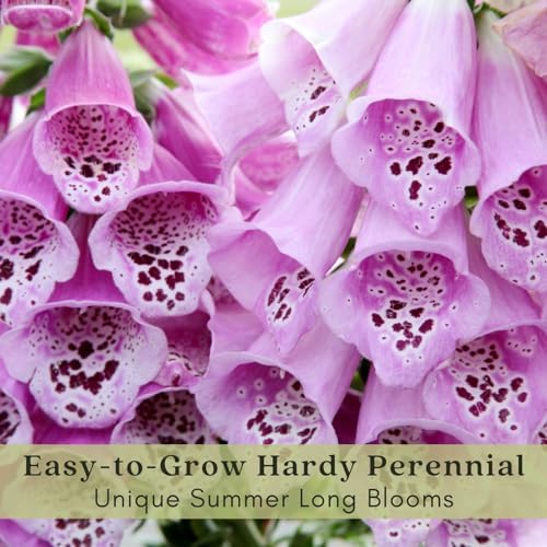 Clovers Garden Foxglove (Digitalis purpurea) Camelot Mix Plants – Two (2) Live Plants – Non-GMO - Not Seeds - Each 4" to 8" Tall – in 4" Inch Pots – Tall Flowering Spikes, Hummingbird Favorite - Image 5