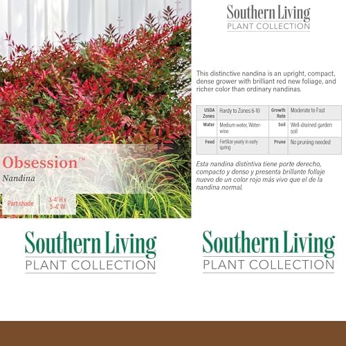 Southern Living 2 Gal. Obsession Nandina Shrub - Image 4