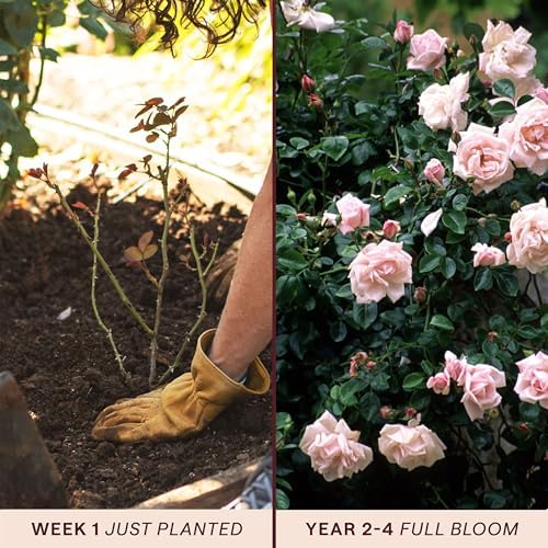Heirloom Climbing Roses, Live Own Root Plant, New Dawn™ - Image 3