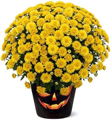Chrysanthemum (Jack O' Lantern Deco Pot), Yellow Blooms, Live Fall Flowering Perennial, 15" Tall by 12" Wide in 3 Qt Pot by TheThreeCompany