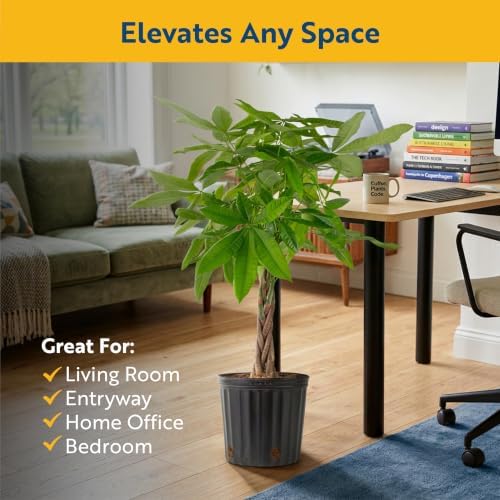 Costa Farms Money Tree, Live Indoor Plant, Braided Trunk, Easy Care - Image 4