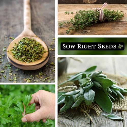 Sow Right Seeds - Italian Herb Seed Collection for Planting Home Garden - Image 4