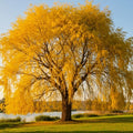 2 Golden Weeping Willow Trees - Ready to Plant - Live Plants - Beautiful Arching Canopy by CZGrain