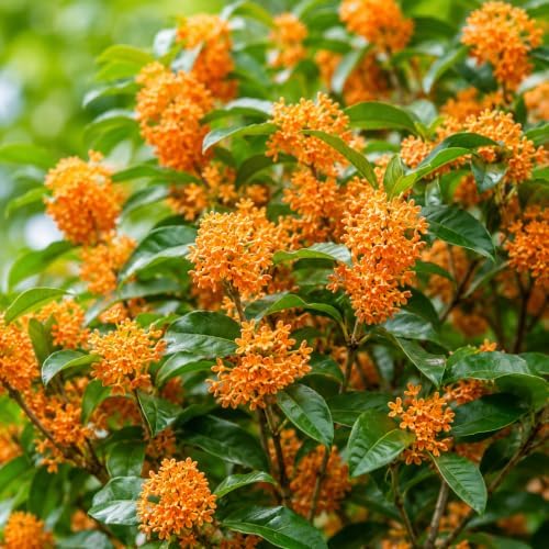 Orange Sweet Olive Shrub/Tree - 14-20" Tall Live Plant - Gallon Pot - Image 5