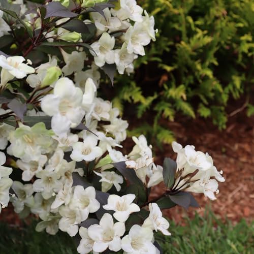 2 Gallon Proven Winners Wine & Spirits Weigela Shrub - Image 4