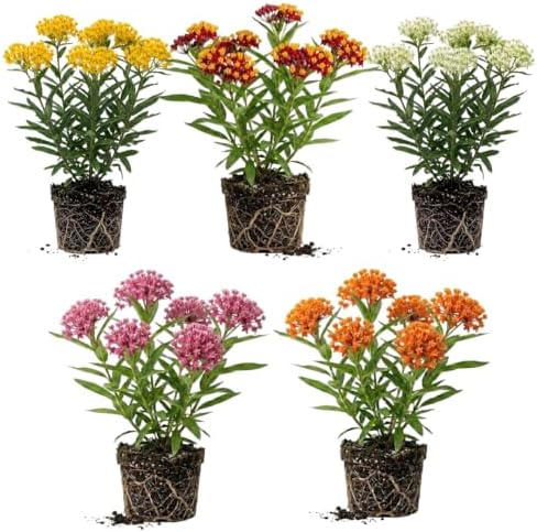 2 Random Milkweed Live Plants, Butterfly Garden Plant, 5-8 Inch Tall by Unknown