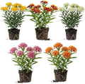 2 Random Milkweed Live Plants, Butterfly Garden Plant, 5-8 Inch Tall by Unknown