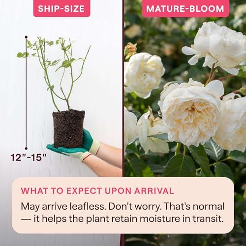 Heirloom Climbing Roses, Live Own Root Plant, Perpetually Yours™ - Image 2