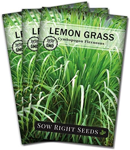 Sow Right Seeds - Lemon Grass Seed for Planting Mosquito Repellent Herb 3pk by SowRightSeeds