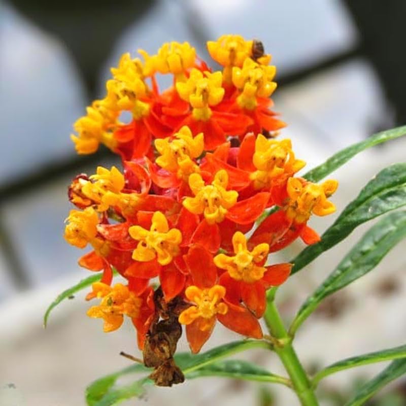 2 Tropical Milkweed Live Plants, Perennial Flower Plant, 4-8 Inch Tall - Image 3