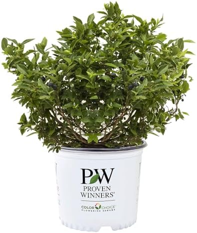 Proven Winners 2 Gal. Blueberry Splendid! Blue Shrub by ProvenWinners