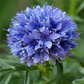2000 Globe GILIA Capitata Flower Seeds (Drought Tolerant) - Beautiful Blue Flowers - Non-GMO, US Grown Seed by The+Gardening+World