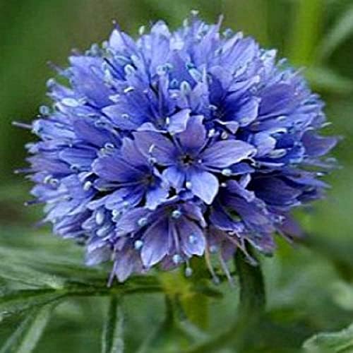 2000 Globe GILIA Capitata Flower Seeds (Drought Tolerant) - Beautiful Blue Flowers - Non-GMO, US Grown Seed by The+Gardening+World