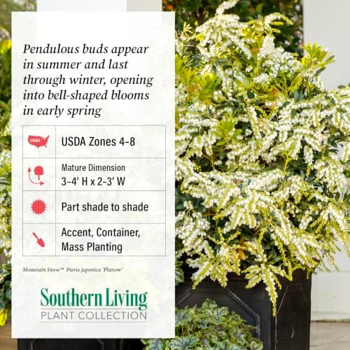 Mountain Snow Pieris (2 Gallon) Blooming Evergreen Shrub with White Flowers - Part Shade to Shade Live Outdoor Plant - Image 6