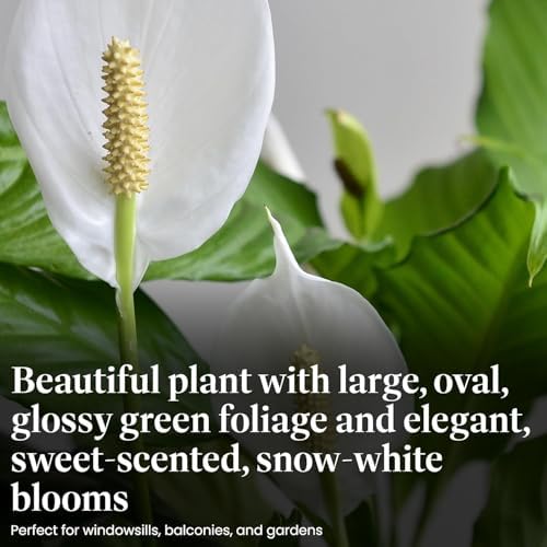 American Plant Exchange Peace Lily, Live Spathiphyllum Plants, 4-Inch Pots, 3 Pack in Deco Covers, Flowering Houseplants, Easy Care, Low Light, Perfect for Housewarming, Sympathy, or Party Gifts - Image 5