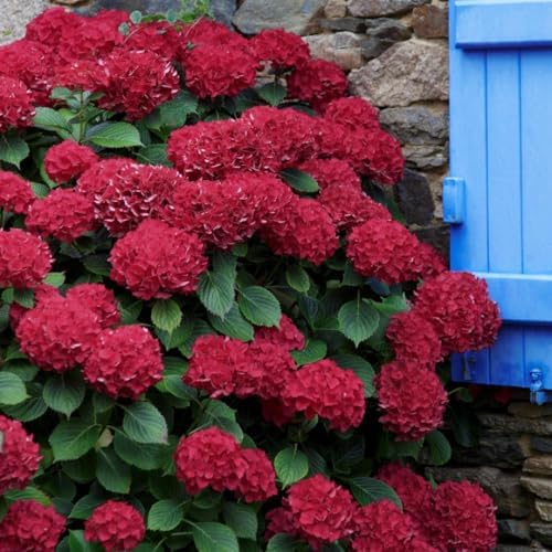 Ruby Red Pink Hydrangea Live Plant, Flower Bush, 2.5 Inch Pot - Image 5