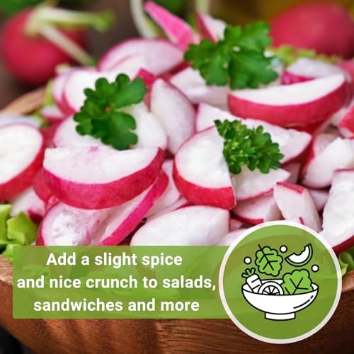 Sow Right Seeds - Champion Radish Seed for Planting Outdoor Red Radishes - Image 5