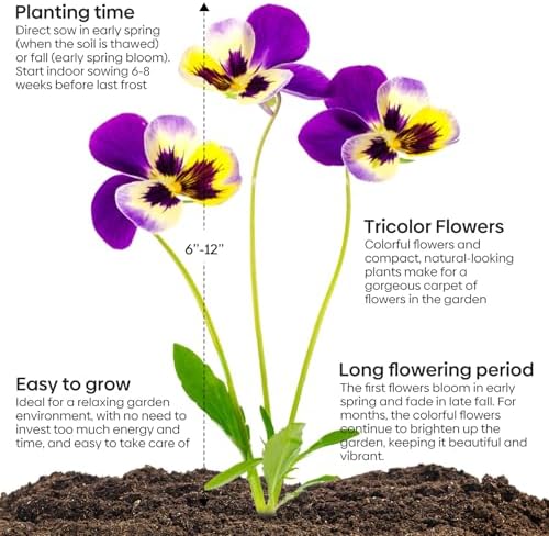 Johnny Jump Up Seeds,10000+ Perennial Wild Violet Seeds for Planting - Image 4