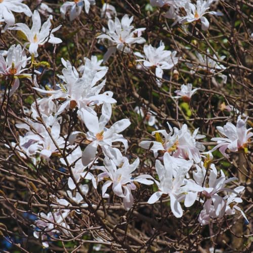 Star Magnolia Live Plant, Ornamental Tree, 6-8 Inch Tall - Image 5