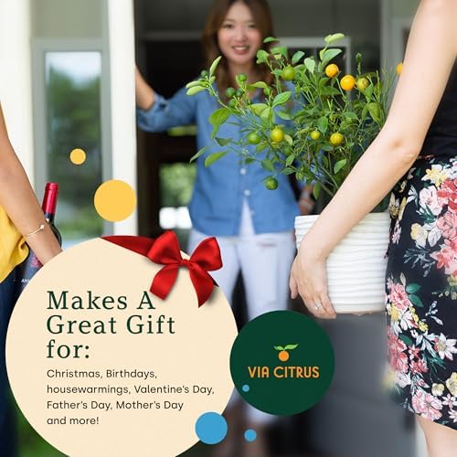 Ponderosa Lemon Tree Live Plant 13-22" Tall by Via Citrus - Image 5