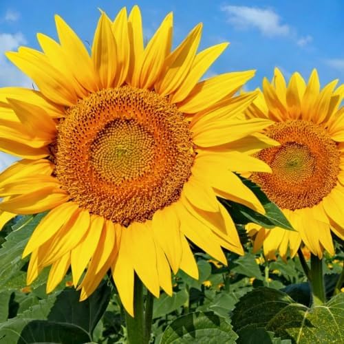 Fall Flower Seeds, 150+ Giant Mammoth Sunflower Seeds for Planting, Open Pollinated Ornamental, Easy to Grow for Garden, Outdoor Planting & Landscaping - Image 2