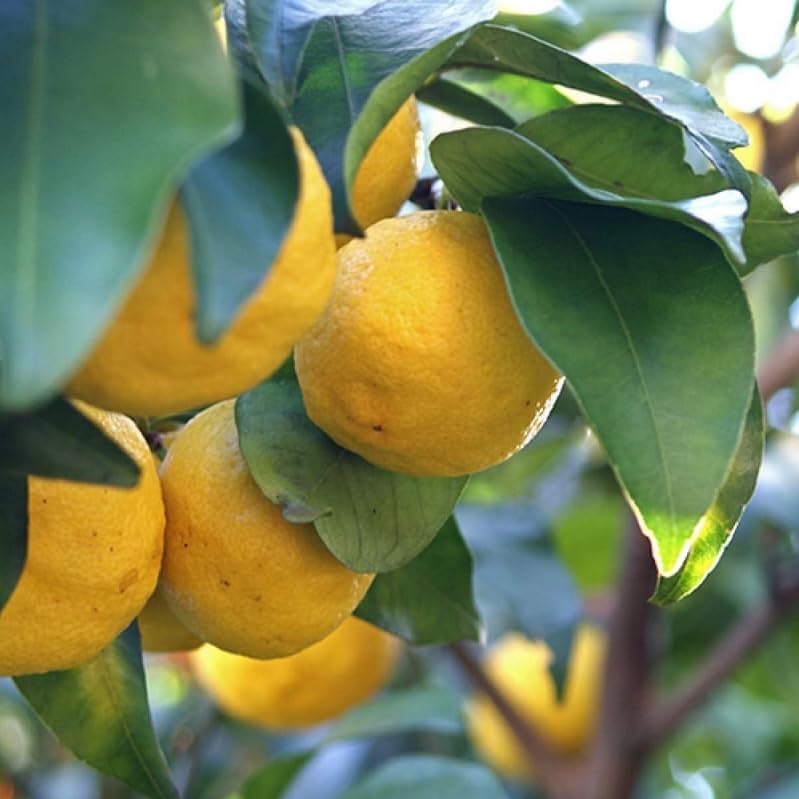 Yuzu Tree - 2-5 Inch Tall Live Plant - Potted Cold Hardy Citrus Seedling - Yellow Lemon Citron Fruit Plant - Yuzu ichandrin - Image 6