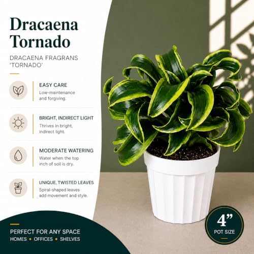 Dracaena Tornado Live Plant, Low Light Tolerant Dracaena Plant Live, Air Purifying Plants Live Houseplants, Beginner Friendly House Plants for All Indoors Spaces - Image 3