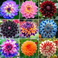 250+ Dwarf Dahlia Seeds, Multi-Color Double Petal, Ornamental Flower, for Container Pot Backyard Patio Balcony Garden by BuggyBeds