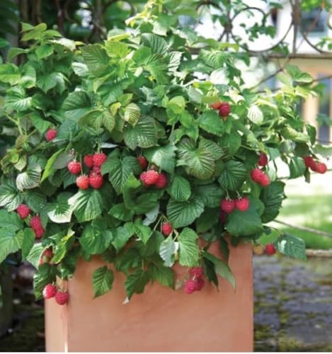 Raspberry Shortcake (Dwarf, Thornless Raspberry) 1 Live Plant in Pot by Japanese+Maples+and+Evergreens