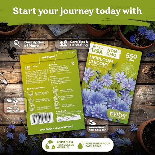 1,100 Chicory Heirloom Flower Seeds for Planting, Cichorium Intybus - Image 2