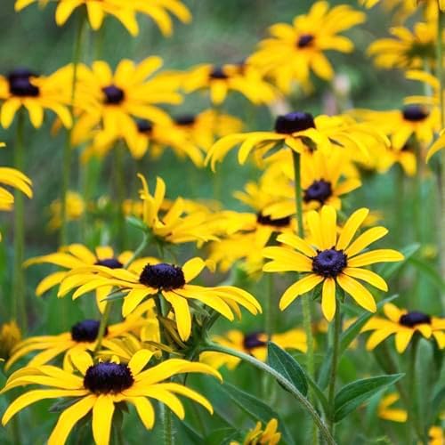 Seed Needs Flower Seeds to Plant Black Eyed Susan - 1.5 Ounce Bulk Pack - Image 5
