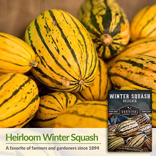 Delicata Winter Squash Seeds for Planting - 1 Pack - Image 3