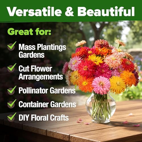 HOME GROWN Zinnia Cactus Mix 5550 Flower Seeds Zinnia elegans - Image 7