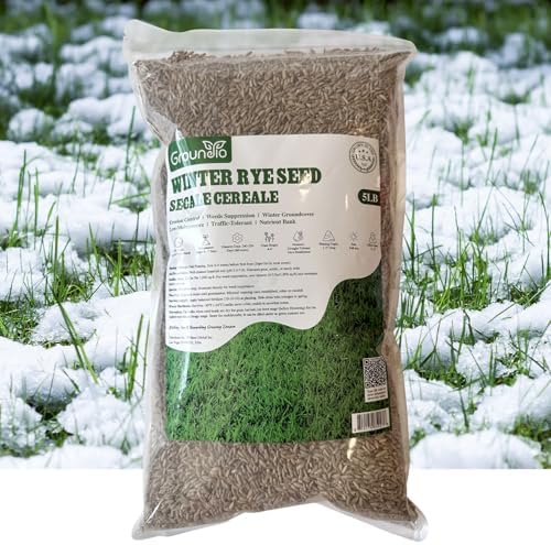 Winter Rye Seeds 5lbs Cover Crop Seeds Annual Secale Cereale to Plant by Groundio