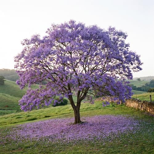 Blue Jacaranda Tree Live Plant, Ornamental Tree, 4-5 Inch Tall, 4 Inch Pot - Image 7