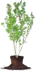 Perfect Plants Wonderful Pomegranate Tree, 2 Gallon, Live Plant by PerfectPlantsNursery
