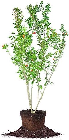 Perfect Plants Wonderful Pomegranate Tree, 2 Gallon, Live Plant by PerfectPlantsNursery