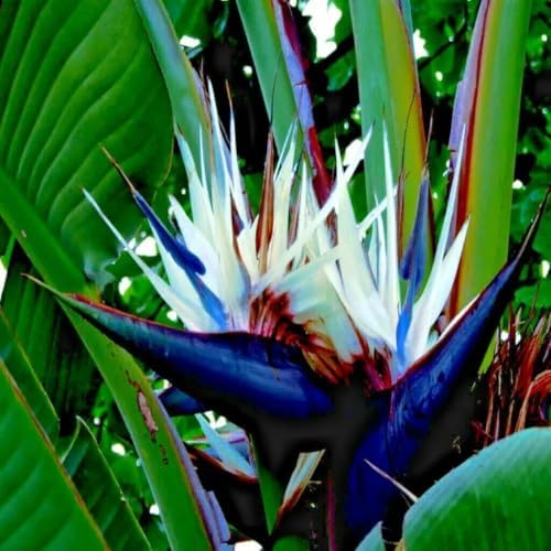 Daisy Ship White Bird of Paradise - Strelitzia Nicholai - 2 x 2 inch Bags - Image 7