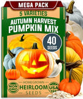 HOME GROWN Pumpkin Mix Seeds, 5 Variety, 40+ Seeds, Cucurbita pepo by HOMEGROWN