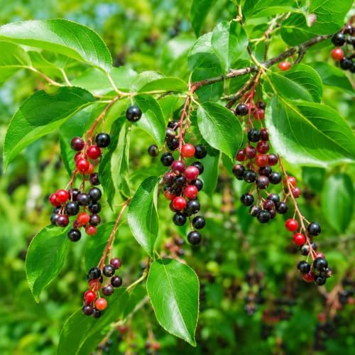 Black Cherry Tree - 6-12" Tall Live Plant - Image 3