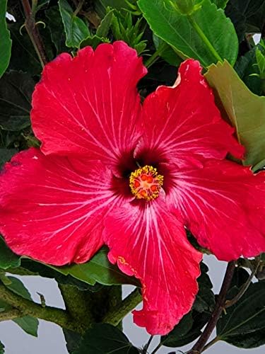 Hibiscus Tree Live - Pink Flowers - Overall Height 38" to 44", 3 Gallon Pot - Tropical Plants of Florida - Image 3