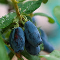 Live Blue Haskap Honeyberry Plant, 4 to 6 Inch Tall Honeyberry Plants by HILROQG