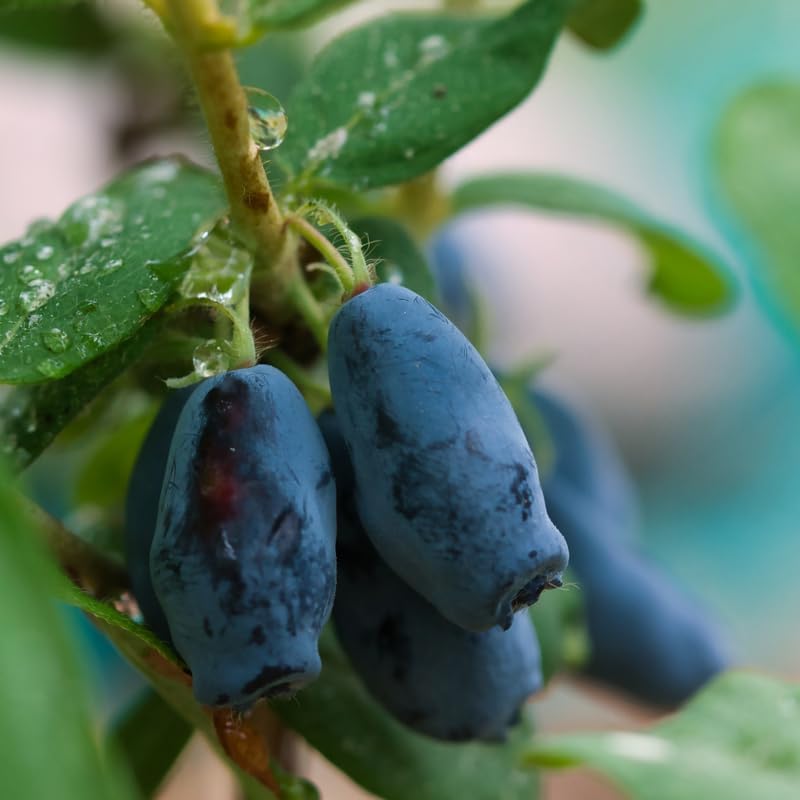 Live Blue Haskap Honeyberry Plant, 4 to 6 Inch Tall Honeyberry Plants by HILROQG