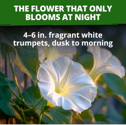 HOME GROWN Moonflower Seeds, 60 Seeds, Ipomoea alba - Image 2