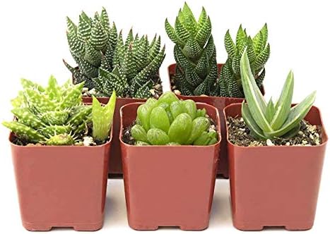 Shop Succulents | Haworthia Collection | Assortment of Hand Selected, Fully Rooted Alluring Miniature Aloe Live Indoor Succulent Plants, 5-Pack by ShopSucculents