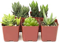 Shop Succulents | Haworthia Collection | Assortment of Hand Selected, Fully Rooted Alluring Miniature Aloe Live Indoor Succulent Plants, 5-Pack by ShopSucculents