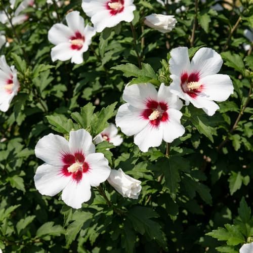 Red White Rose of Sharon Plant Live, Flowering Althea Plant, 6-12 Inch Tall - Image 5