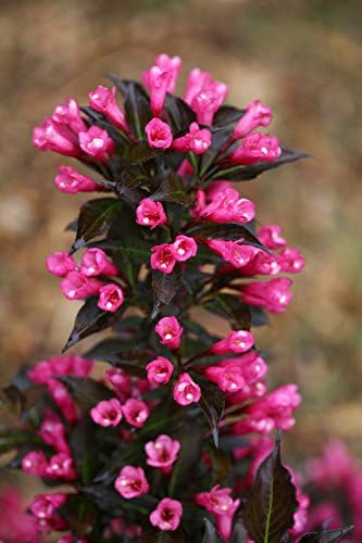 Proven Winners - Weigela Florida Spilled Wine (Weigela) Shrub, Pink Flowers, #3 - Size Container - Image 3