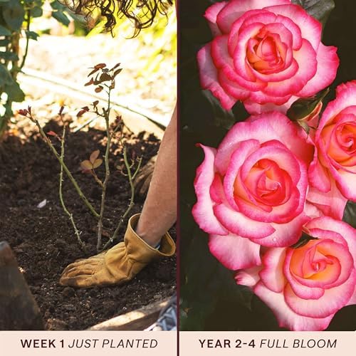 Heirloom Climbing Roses, Live Own Root Plant, Handel - Image 3