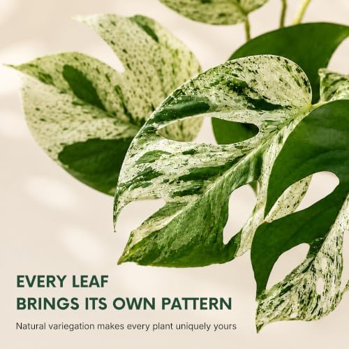 Snow Queen Pothos Live Plant, Variegated Hanging Houseplant - Image 2